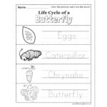 Life Cycle Of A Butterfly Tracing Worksheet   Raising Hooks Regarding Name Tracing Colored