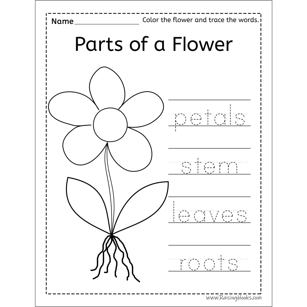 Parts Of A Flower Word Trace - Raising Hooks intended for Name Tracing Colored
