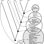 1. Cladogram And Venn Diagram Showing Evolutionary Relations For Name Some Tools For Tracing Evolutionary Relationships