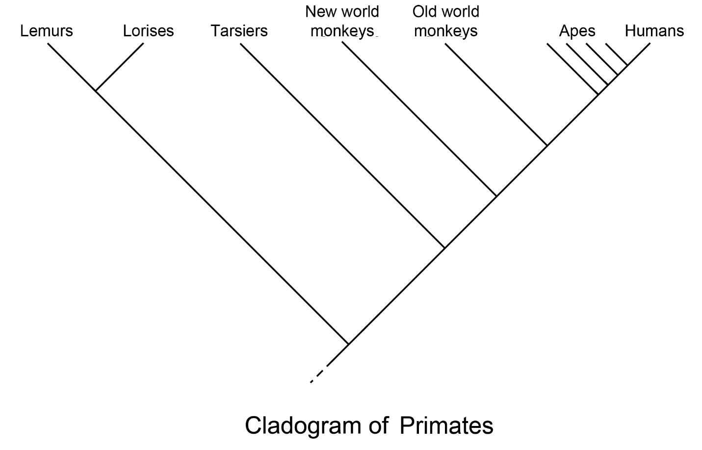 2. Primate Classification | The History Of Our Tribe: Hominini intended for Name Some Tools For Tracing Evolutionary Relationships