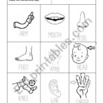 Body Parts And Trace   Esl Worksheetlinamid