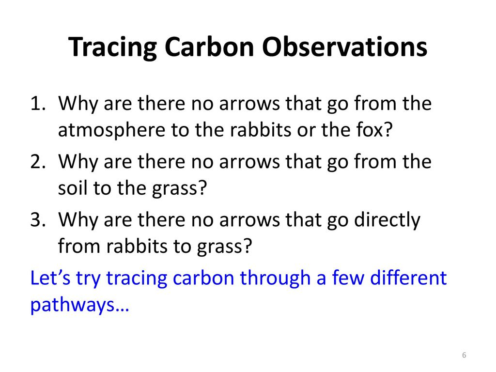 Ecosystems Unit Activity 3.3 Tracing Carbon Through