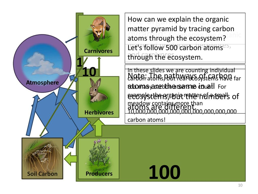 Ecosystems Unit Activity 3.3 Tracing Carbon Through