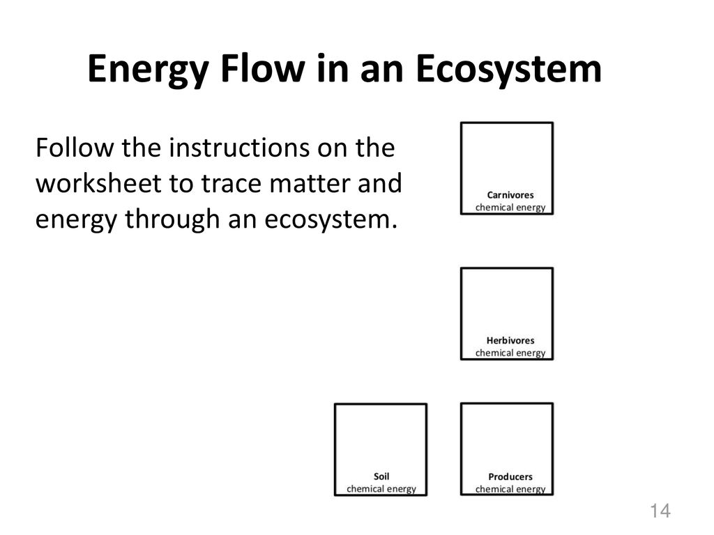 Ecosystems Unit Activity 3.5 Tracing Energy Through An