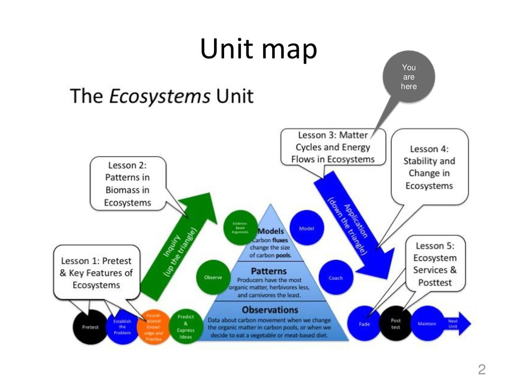 Ecosystems Unit Activity 3.5 Tracing Energy Through An