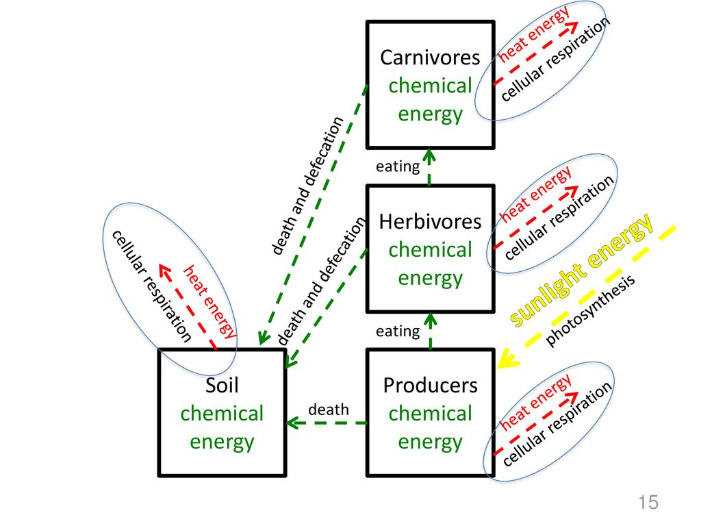 Ecosystems Unit Activity 3.5 Tracing Energy Through An