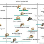 Phylogeny | Biology | Britannica Throughout Name Some Tools For Tracing Evolutionary Relationships