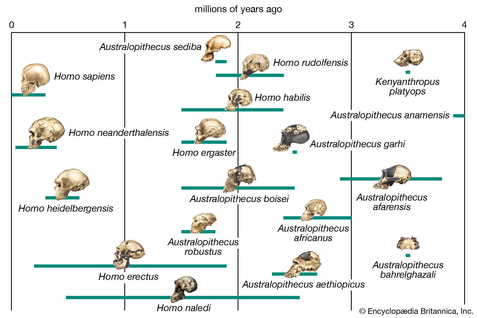 Phylogeny | Biology | Britannica throughout Name Some Tools For Tracing Evolutionary Relationships
