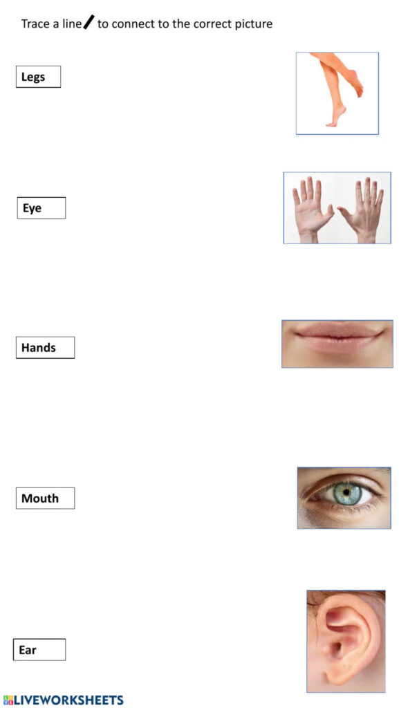 Trace And Match Body Parts Interactive Worksheet Trace And Match Body Parts Interactive Worksheet