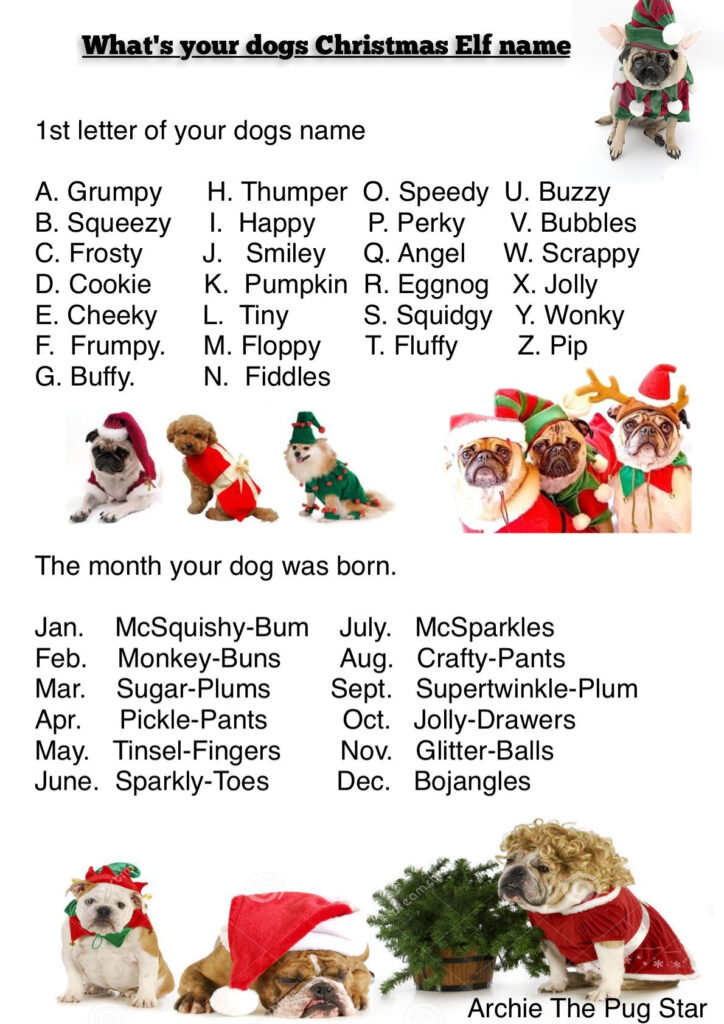 A Bit Of Christmas Fun | Christmas Dog, Christmas Elf