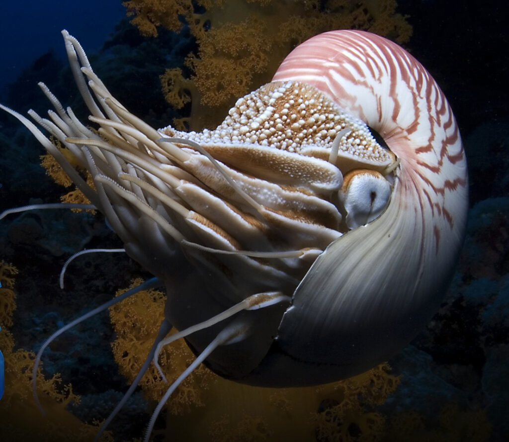 Animals That Live Underwater Worksheets | Printable