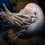 Animals That Live Underwater Worksheets | Printable