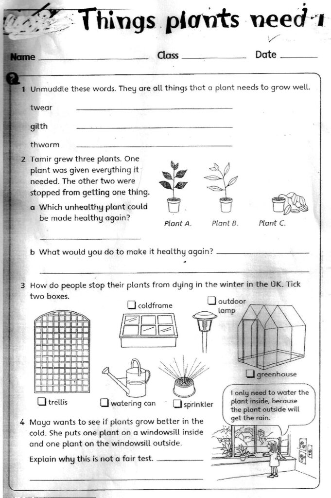 Free 3Rd Grade Science Worksheets Printable And Plant For