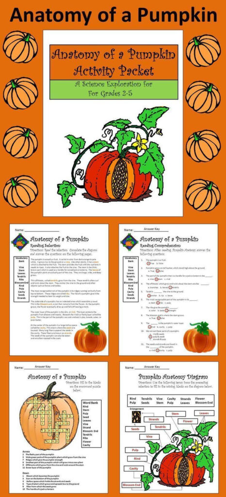 Halloween Activities: Anatomy Of A Pumpkin Activity Packet