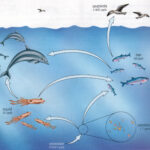Information About Ocean Ecosystems | Marine Ecosystem