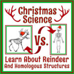 Middle School Holiday Science Worksheet In 2020 | Holiday