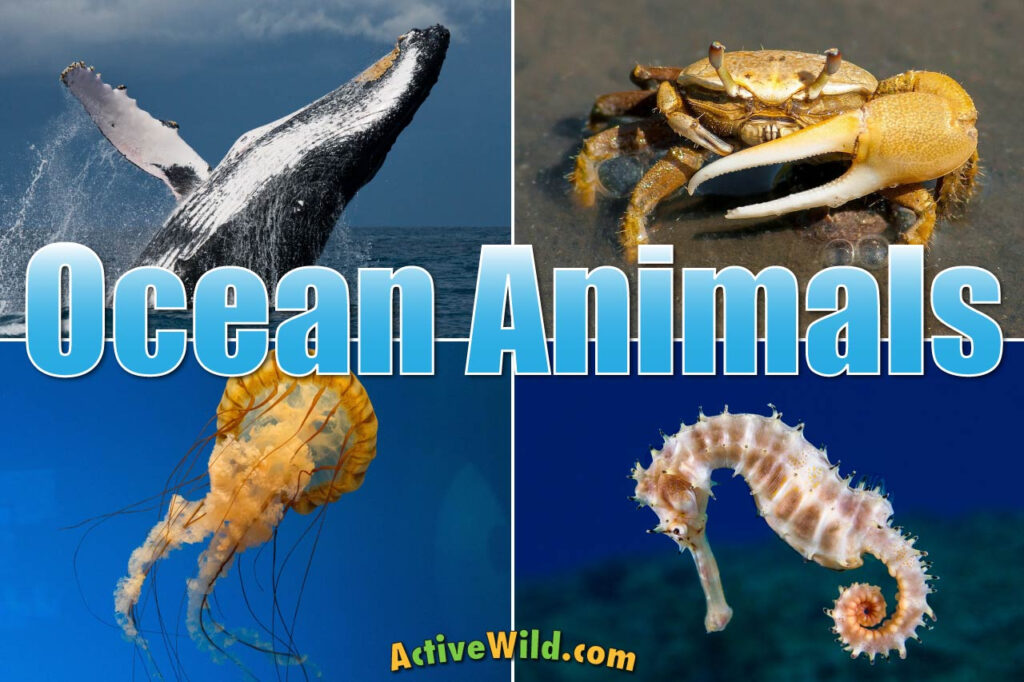 Ocean Animals For Kids & Adults: List Of Animals That Live