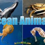 Ocean Animals For Kids & Adults: List Of Animals That Live