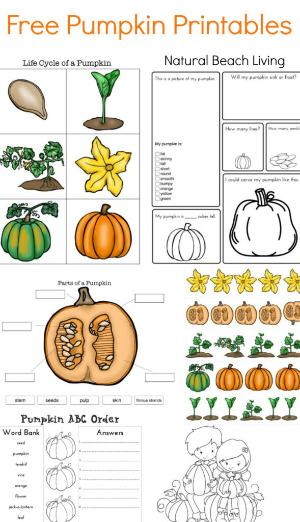Pumpkin Activities For Kids Theme Lesson Plan Stem Science