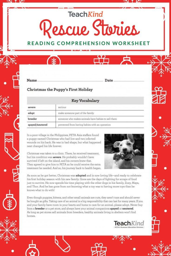 Teachkind Rescue Stories: Christmas The Puppy's First