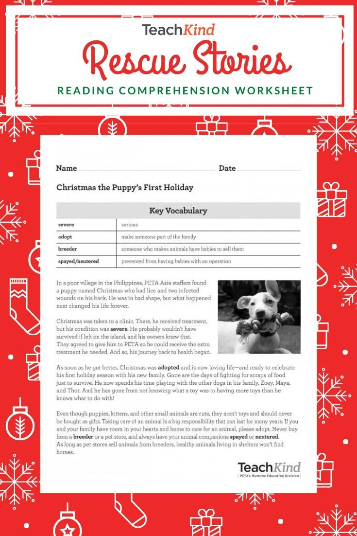 Teachkind Rescue Stories: Christmas The Puppy&amp;#039;s First