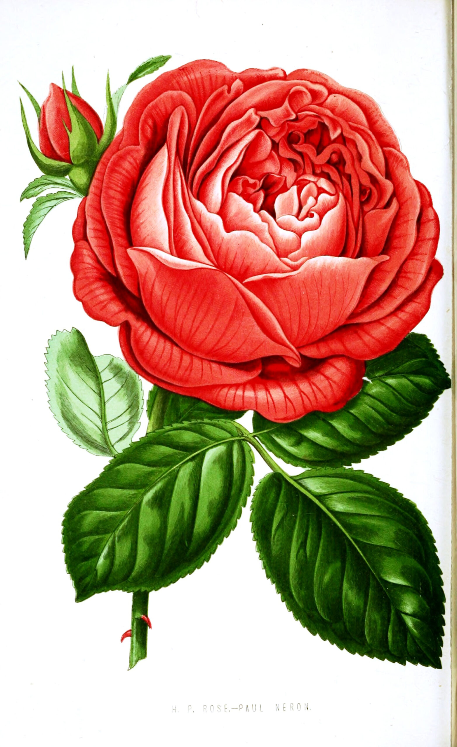 Remodelaholic 25 Free Printable Vintage Floral Images