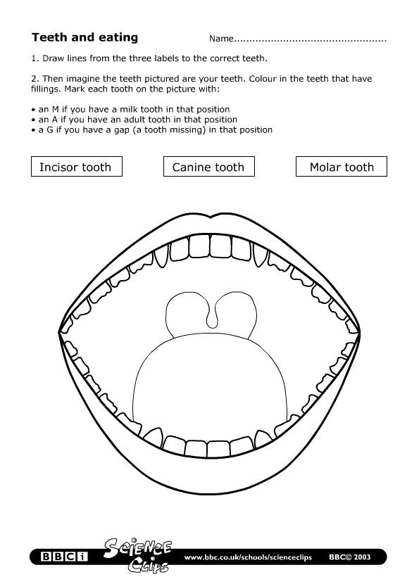 12 Best Images Of Tooth Worksheets For First Grade 
