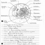 Anatomy And Physiology Worksheets For College Db Excel
