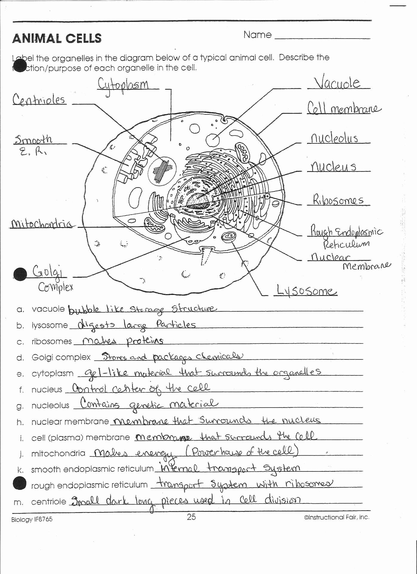 Anatomy And Physiology Worksheets For College Db excel