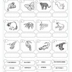 Animals In The Rainforest Worksheets 99Worksheets