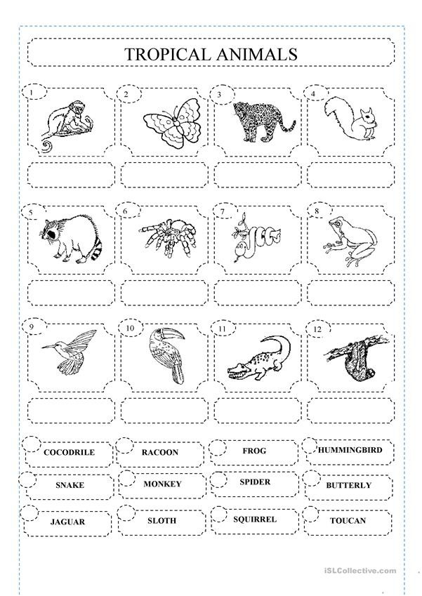 Animals In The Rainforest Worksheets 99Worksheets