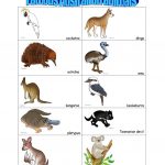 Australian Animals Worksheet Free ESL Printable
