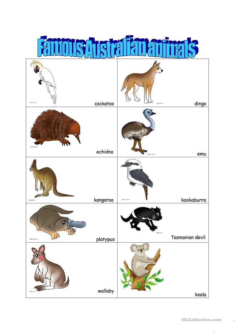 Australian Animals Worksheet Free ESL Printable 