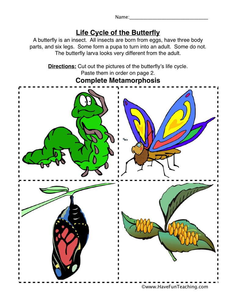 Butterfly Life Cycle Worksheet Have Fun Teaching