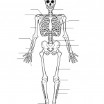 Free Printable Human Anatomy Worksheets Free Printable