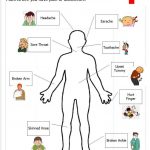 Free Printable Human Anatomy Worksheets The Human Body
