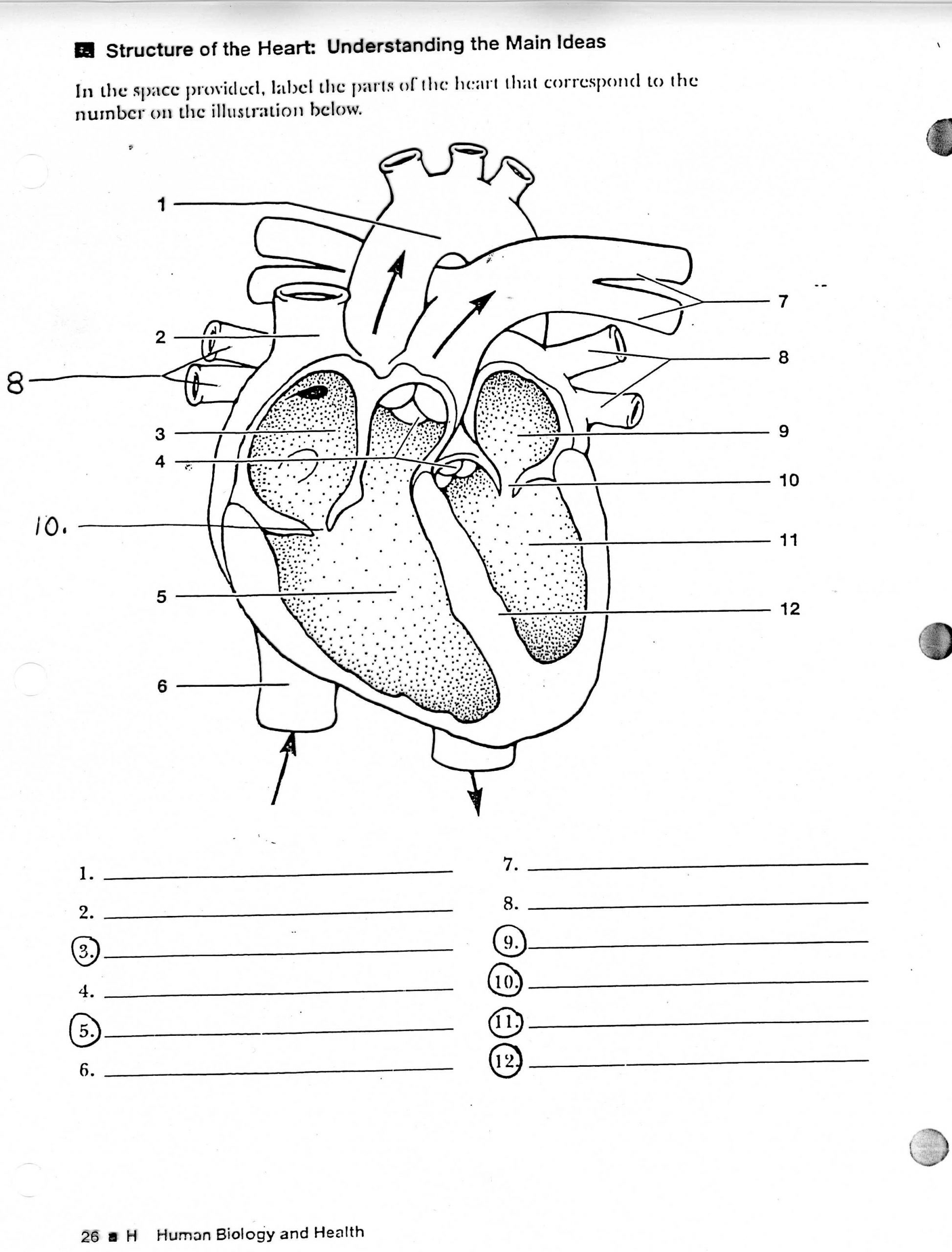 Heart Diagram Printable Worksheet Printable Worksheets