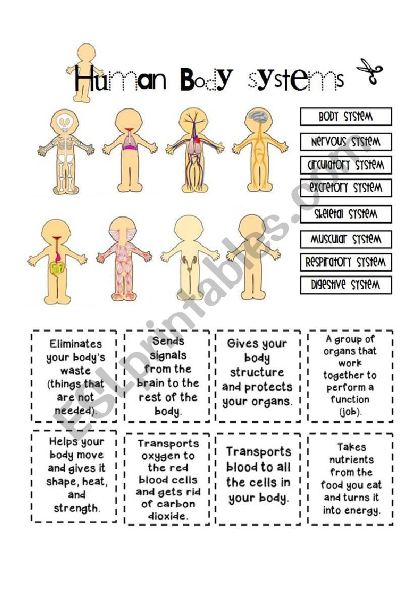 Human Body Systems ESL Worksheet By Yenn