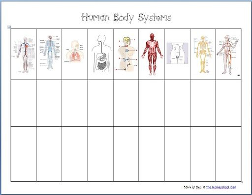 Human Body Systems Free Worksheets The Homeschool Den