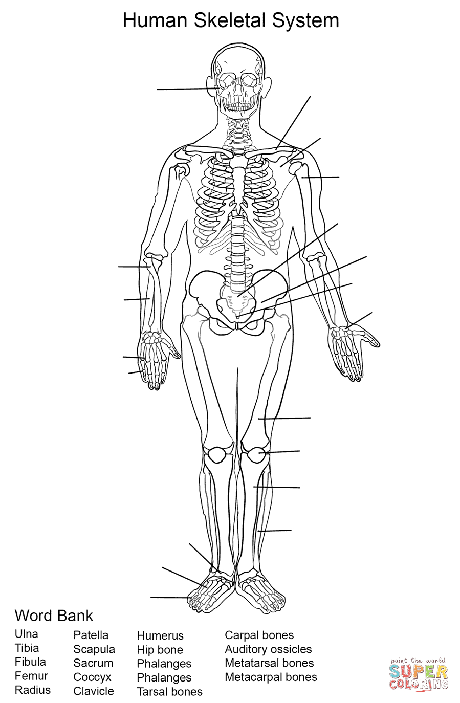 human-skeleton-printable-worksheet-printable-worksheets