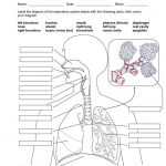 Image Result For Anatomy Labeling Worksheets Human