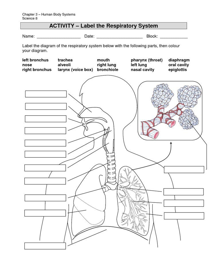 Image Result For Anatomy Labeling Worksheets Human 