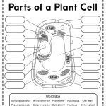 Plant Cell Structure Parts Functions Types And Diagram