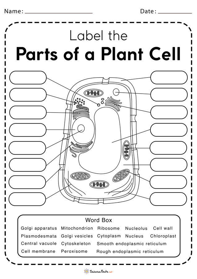 Plant Cell Structure Parts Functions Types And Diagram