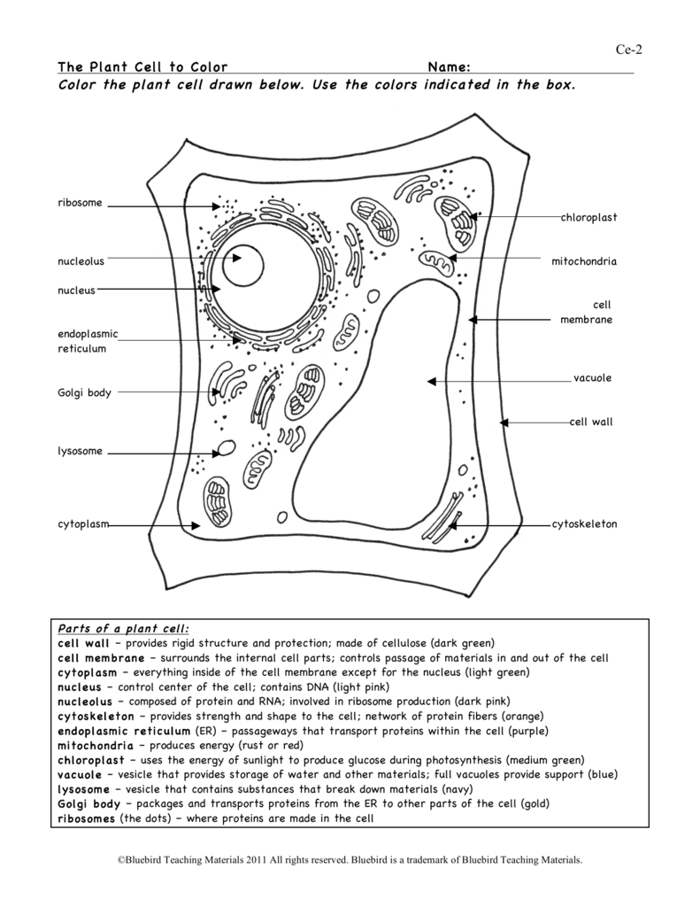 Plant Cell Worksheet Answers Db excel