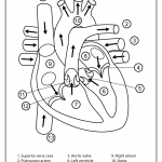 Printable Diagram Of The Human Heart Pdf Worksheet