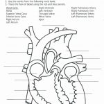 Printable Heart Diagram Fun Biology Worksheets Free