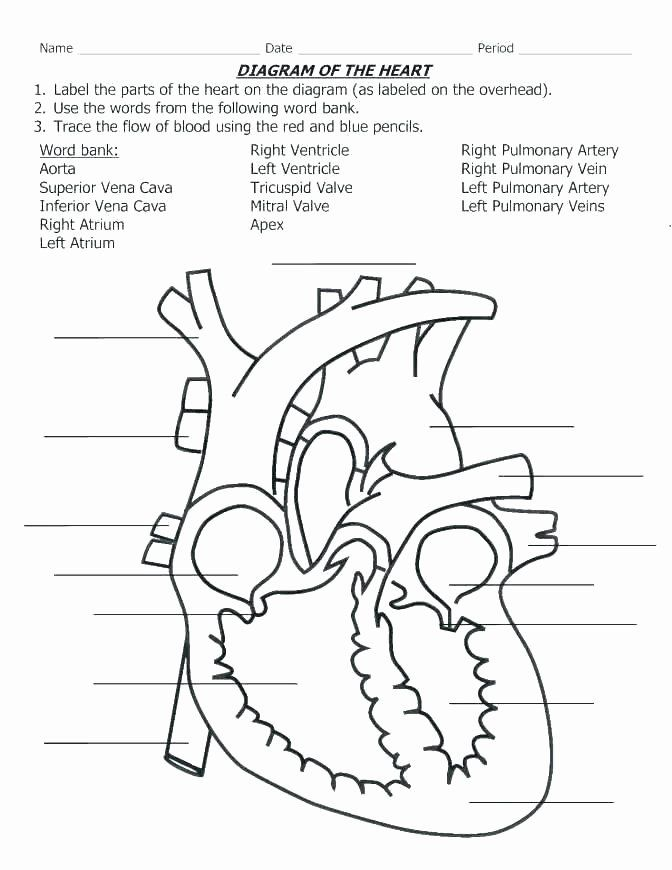 Printable Heart Diagram Fun Biology Worksheets Free