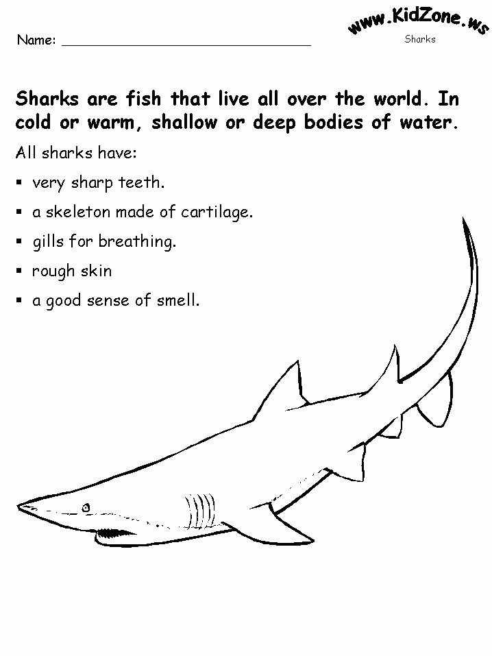 Shark Activity Sheet About Sharks