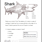 Shark Worksheet For Lower Elementary Student Handouts